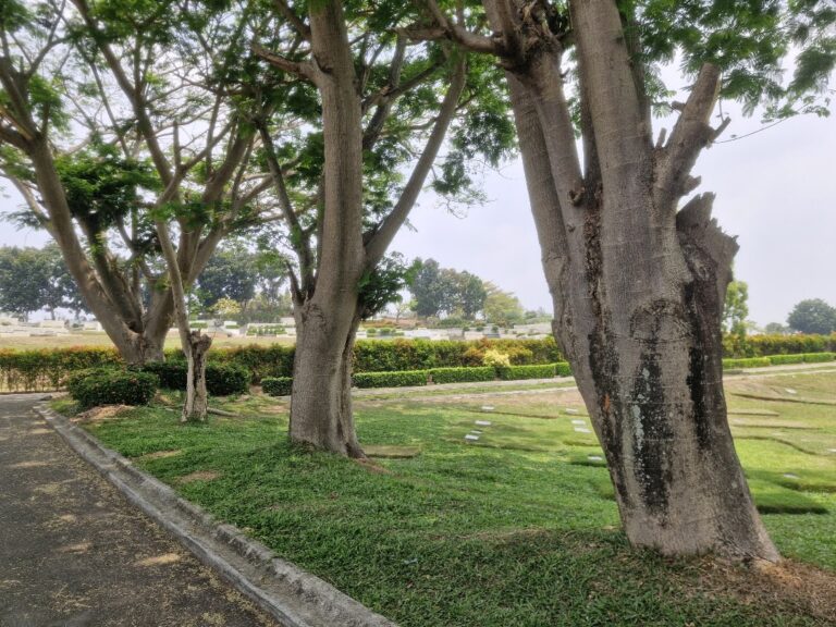Suasana nyaman dan pohon yang teduh di San Diego Hills